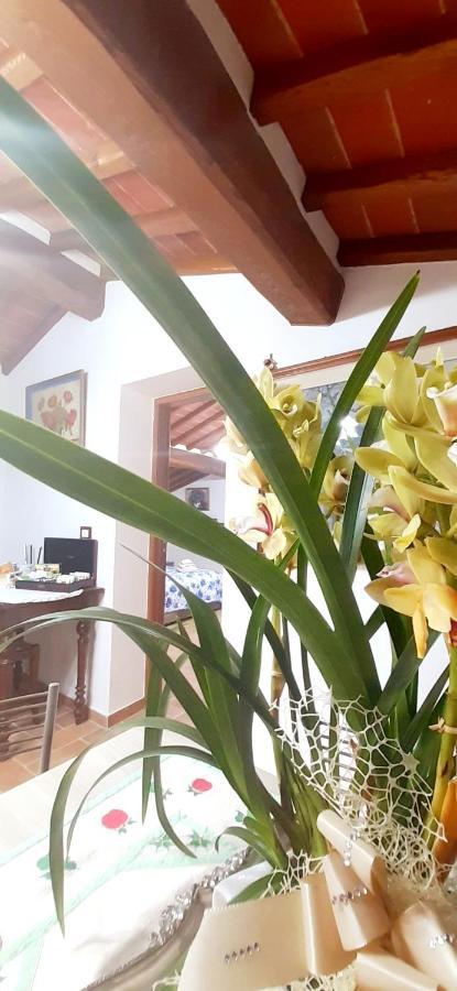 Mansarda Degli Ulivi Apartment Rigomagno Luaran gambar